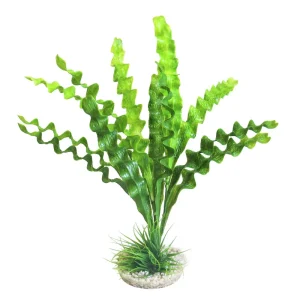 Sofort Bestellen Sydeco Echinodorus Plant
